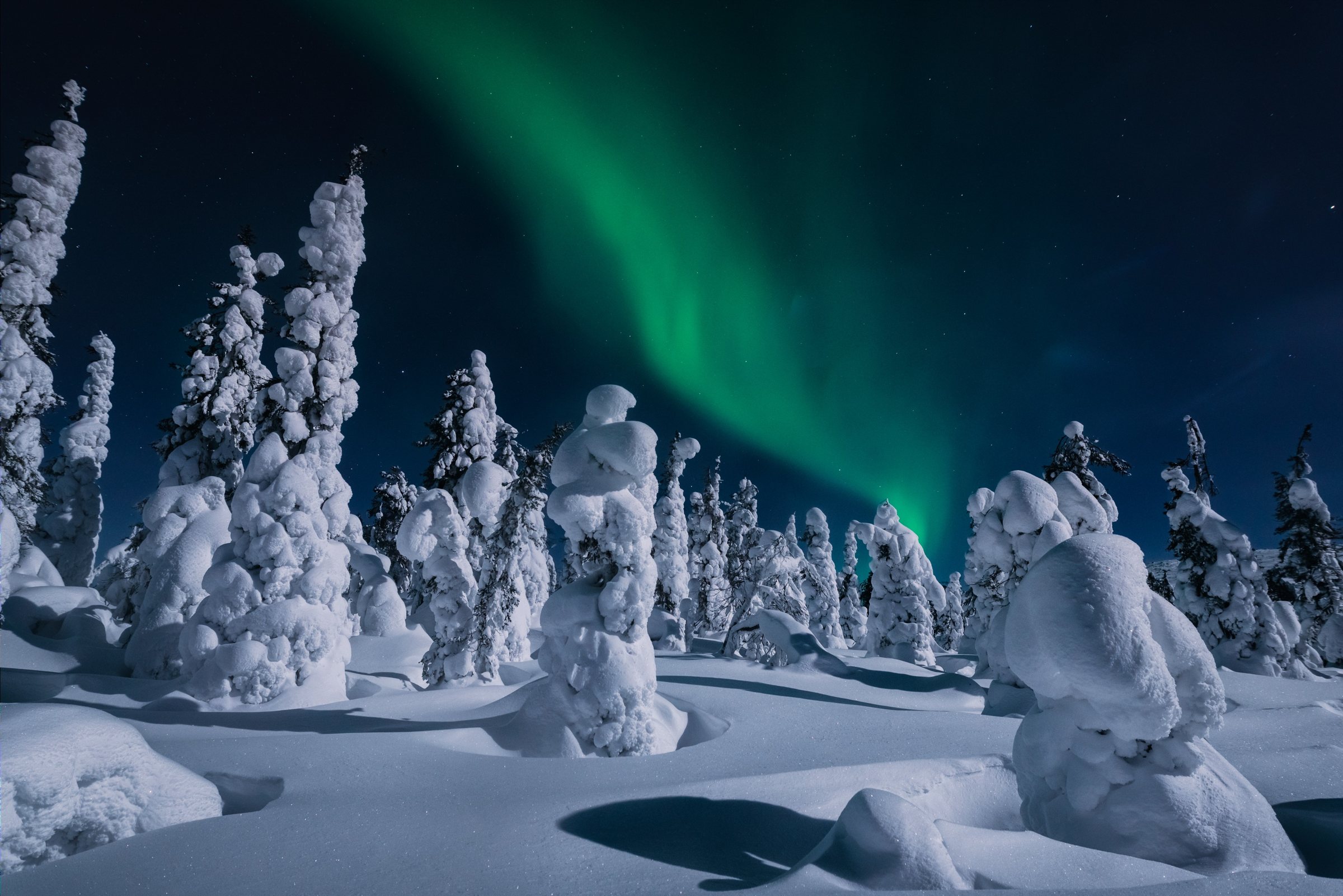The Northern Lights above snow-covered trees in Lapland
