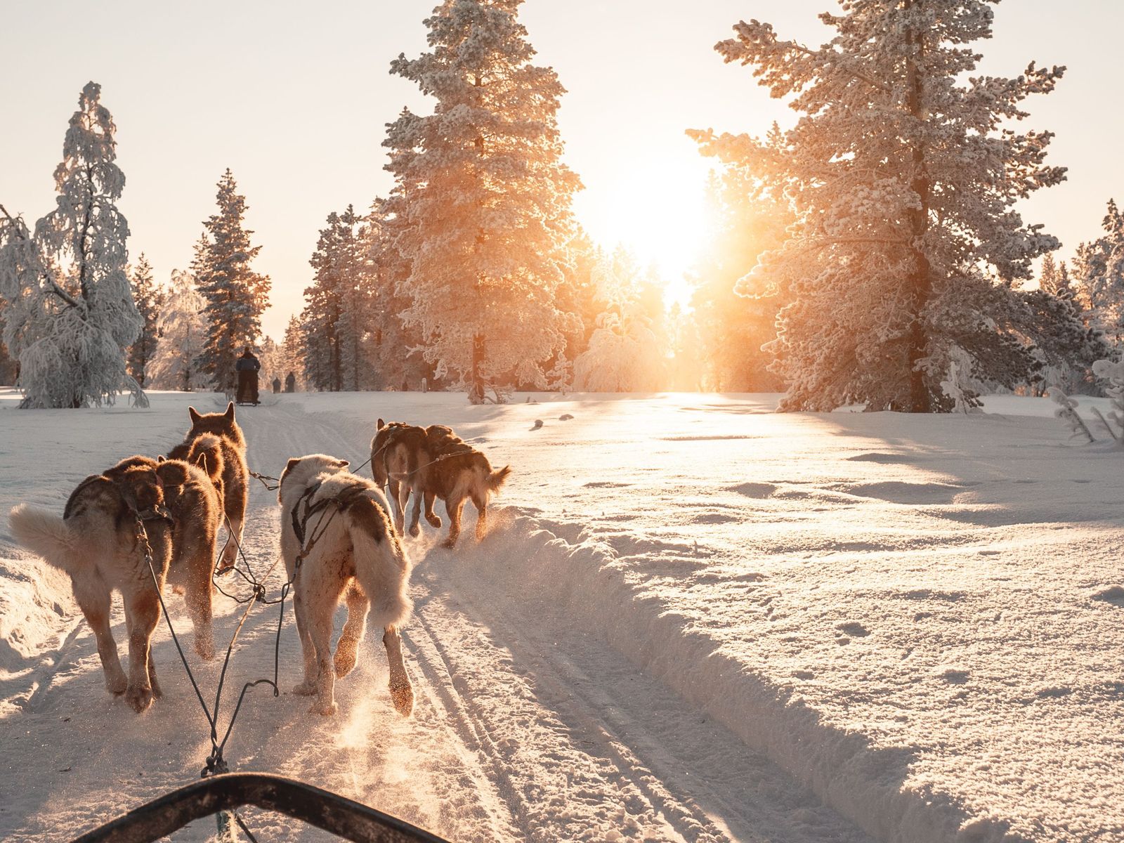 A husky team on a snow track under low March sun in Finnish Lapland