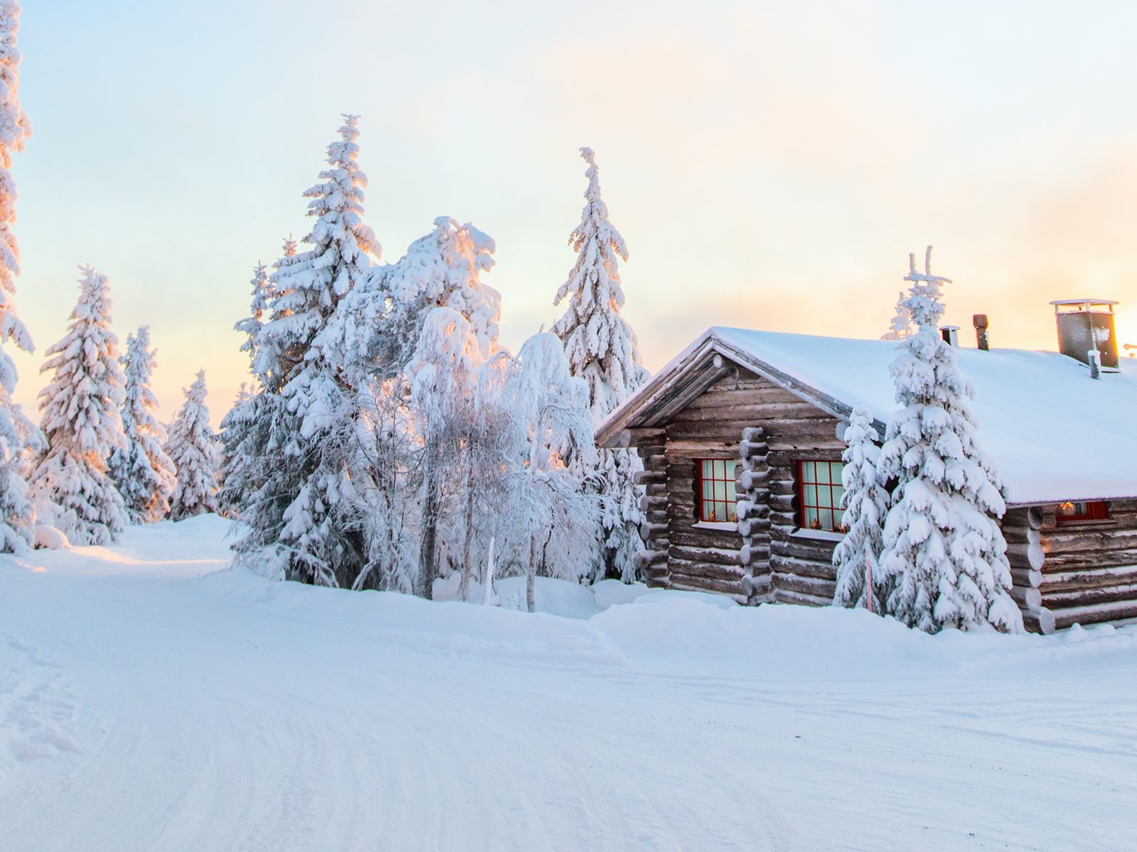 Snow-laden spruce and a timber cabin in low winter light, Finnish Lapland